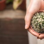 Why do flowers like to use vermiculite? Advantages and disadvantages you need to know.