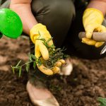 Can clay pebbles grow all flowers?