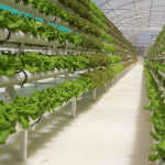 Hydroponics Clay Pebbles