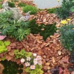 Pine Bark Nugget Fines| Great for Bonsai, Succulents, Cactus, Orchids| The Bonsai Supply