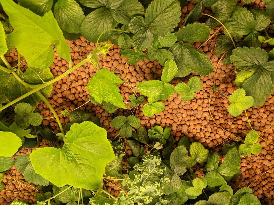 clay pebbles aquaponics (21)