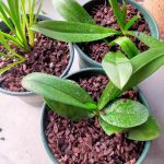 Fermented Pine Bark Natural Bark DIY All Kinds of Plants Pot Planting Root Nourishing Moisture Breathable Nutrient Soil